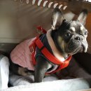 더예쁘개 이미지