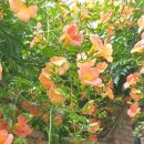 GARDEN_수(秀)_2026년 7월 8월 여름 이미지
