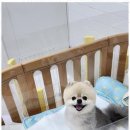 우리퍼피 이미지