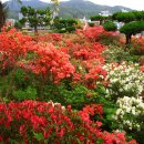 고산의원 Daum카페