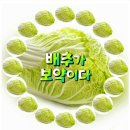 배추효능 (퍼온글) 이미지