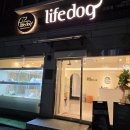 라이프독 강릉점 24시 강아지분양 고양이분양 이미지