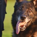 프라임 도그 이미지