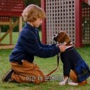 힐링퍼피 이미지