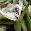 장전서당골 영농조합법인 이미지