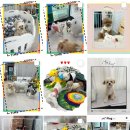 더예쁘개 이미지