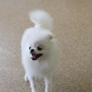 블레스펫 살롱 이미지