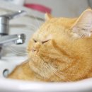 안녕,고양이 이미지