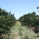 체리목장 이미지