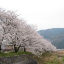 cherry blossom 이미지