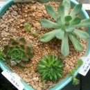 벨루스독 이미지