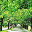 청주가로수길 이미지