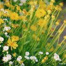 자연을 노래하다 이미지