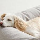 왕십리조은동물병원 이미지