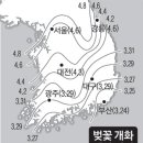 벚꽃 개화 시기... 이미지