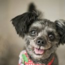 문 대통령에게 전달한 정의당 이정미 대표의 선물 이미지