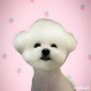 차부상회 - 원주시 북원로 109 | 스피또1000 80회 당첨 후기(스피또 출고율 업데이트 일자)