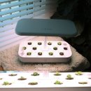 상추집 | 오늘식물 가정용 식물재배기 스마트팜 사용후기 (2) :집에서 상추키우기