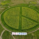 낙동강 유채단지 이미지