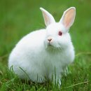 애완용 토끼 - 재패니즈 화이트 (Japanese White Rabbit) 이미지