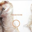 [청룡수산] 제주옥돔 도매가 판매합니다.(파치도판매중) 이미지