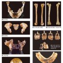 [김대욱 큐레이터와 함께 '考古 go! go!'] 古人骨을 통해 만난 1500년전 사람들 ① 이미지