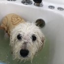 향동애견미용 이미지