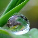 풀잎사랑 이미지