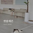 캣플헤븐 앨리웨이 광교점 네이버블로그