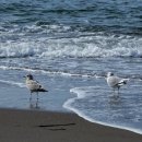 애견의 집 이미지