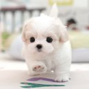 미유펫 강아지고양이 구미점 이미지