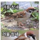 테라다초