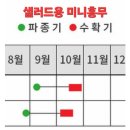 샐러드용 미니홍무 이미지