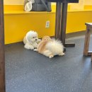 장미미장원 이미지