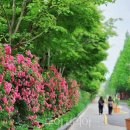 장미의거리1 이미지