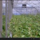 하은농원 이미지