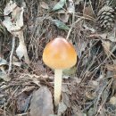 고동색우산버섯(식,독 이미지