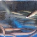 완도2호선 이미지