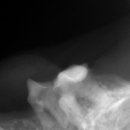 페트로 동물병원 이미지