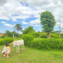 이천 에이스 은하 농장 | 서울근교 이천 스카이밀크팜 당나귀 보러 왔어요