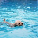 도그베이 이미지