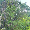 호프나라 이미지