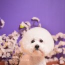 동동 애견 미용 이미지