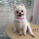 망고&체리 애견샵 네이버블로그