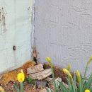 양지-2904 이미지