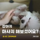 복실애견 | 펫마사지 JPMA 수업 후기, 전주애견유치원 고마워복실아