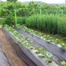 애련농장 이미지