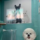 에바 가위컷 전문점 이미지