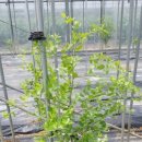 황제농원 이미지