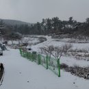 조용하고 독립된 언덕넘어에 종중 지상권 농가주택645평 복숭아과수 집앞 본인개인땅 복숭아과수 845평 합 6천800 이미지